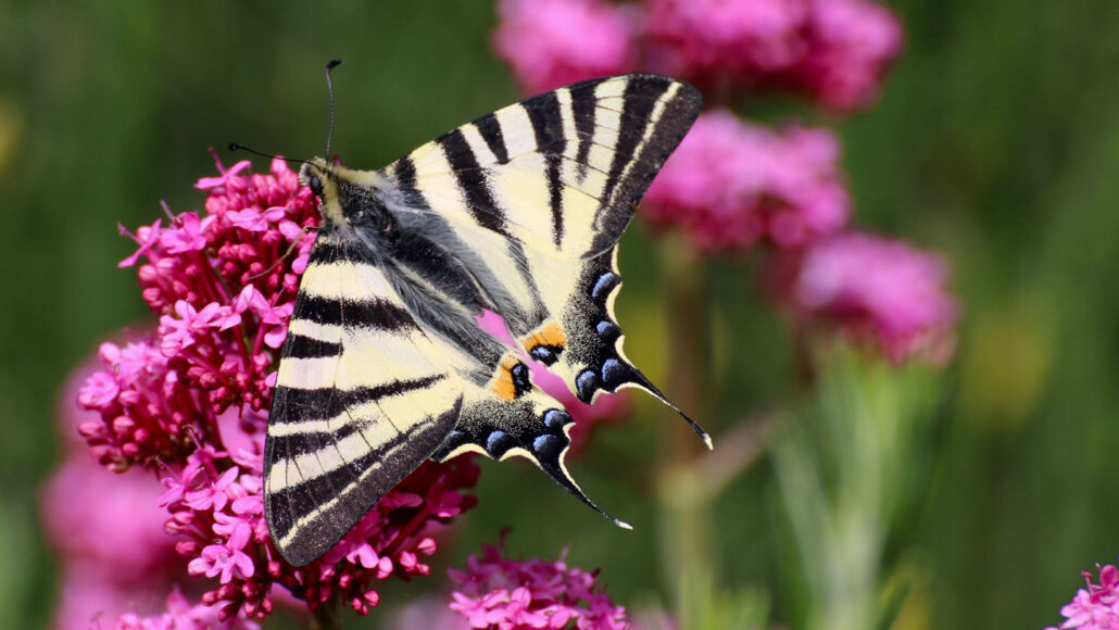 Хвосты бабочек могут быть частью плана побега
